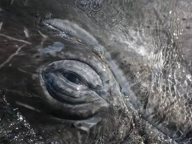 1483516855331096.jpg 0.jpg