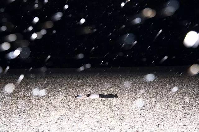 1484029409403464.jpg 0.jpg