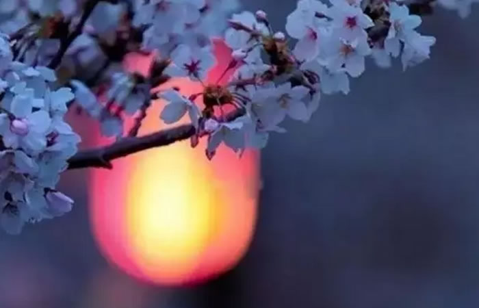 1487035365543507.jpg 12.jpg