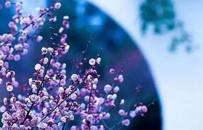 1487035839961578.jpg 12.jpg