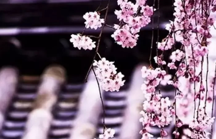 1487035940311139.jpg 12.jpg