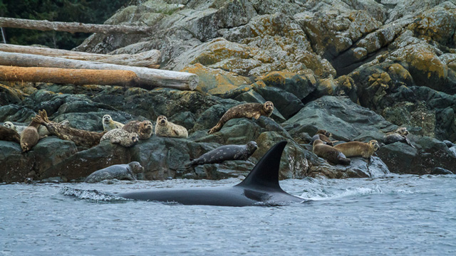 1487215009808413.jpg ce10b2b0044098c9.jpg