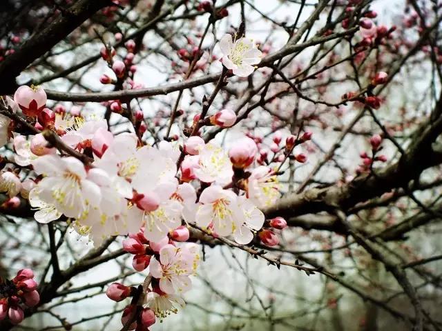 1487383787650498.jpg 17.jpg