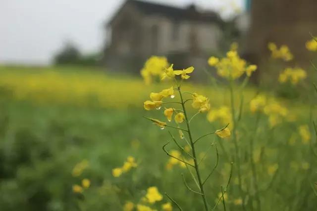 1487383866915383.jpg 19.jpg